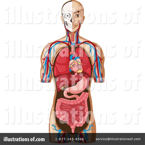 Human Anatomy Clipart
