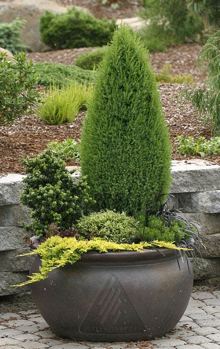 The 25 Best Evergreen Planters Ideas On Pinterest Outdoor Pots And