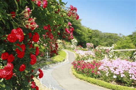 Top 100 Ảnh Vườn Hoa đẹp Myquangvn
