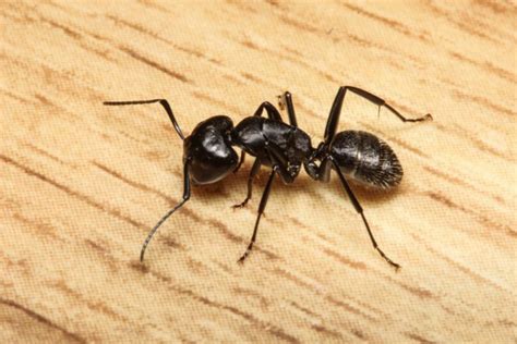 Odorous House Ants House Ant Identification And Dangers Lubbock Tx