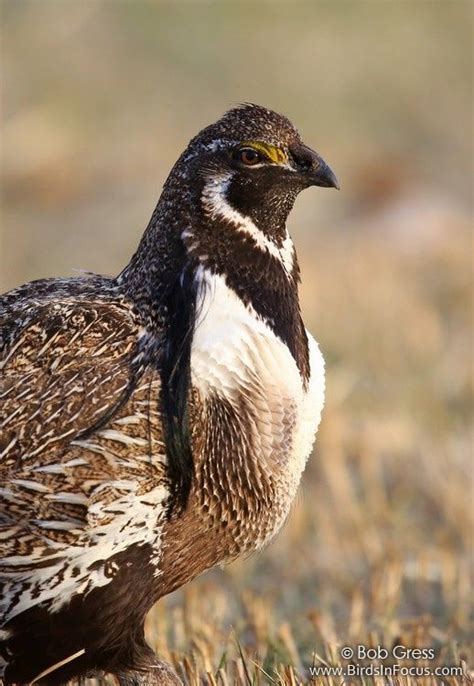 Gunnison Sage Grouse Grouse Hunting Hunting Dogs Game Birds Close