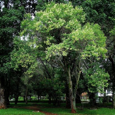 Los Mejores árboles De Sombra Y Con Poca Raíz Para Jardín Árboles De