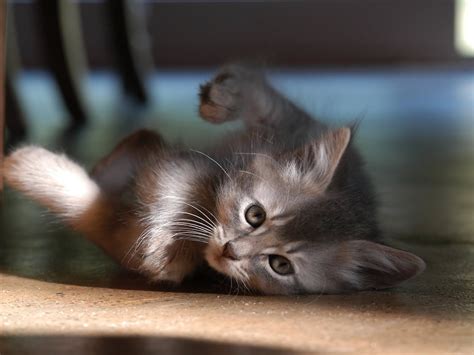 Pretty Kitty Wallpaper - Cats Wallpaper (10547154) - Fanpop