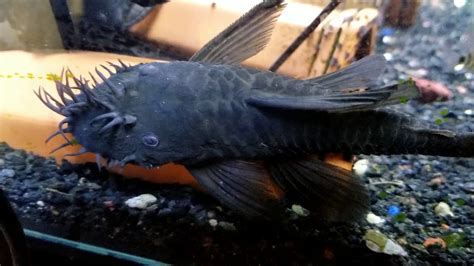 Green Dragon Male Pleco Youtube