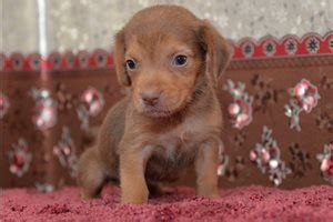 doxle puppies  sale  reputable dog breeders
