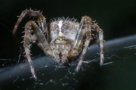 Scary Spiders Pictures Huge Hairy And Frightning Spiders
