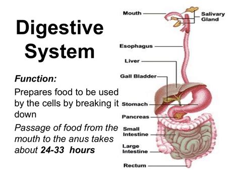 The Digestive System And Its Arthropoda Phylum Digest