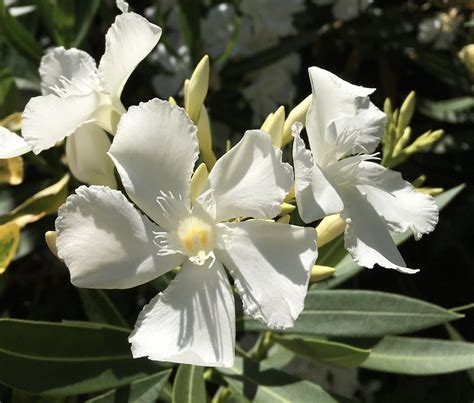 White Oleander Nerium Oleander Oleander Is Considered On Flickr