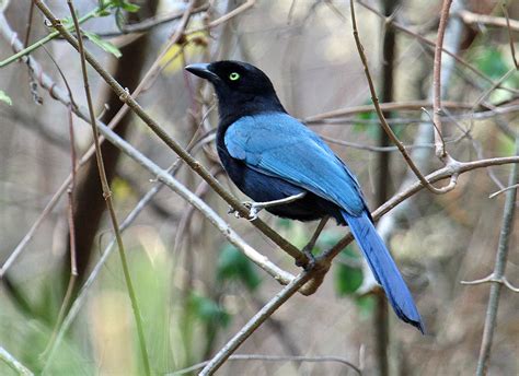 Birding In Guatemala