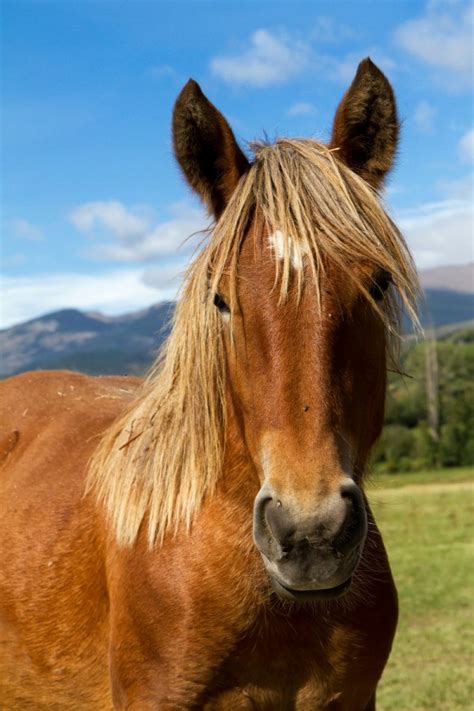 Just about every car ad on tv mentions it, people talking about their cars bandy the word about and. Treating Bumps on Horse's Face | ThriftyFun