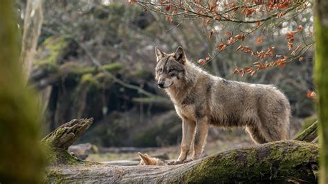Download Wallpaper 1366x768 Wolf Look Forest Hd Background