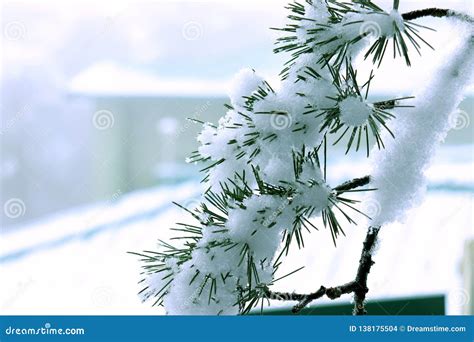 Beautiful Snowed Pine Tree Branch Use For Beautiful Natural Morning