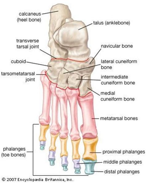 There Are 26 Bones In The Human Foot Which Are Grouped Into 7 Tarsals 5