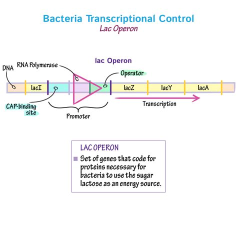 Cell Biology Glossary Transcriptional Control Bacteria Ditki