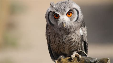 Owl Face Feathers Eyes Predator Bird Wallpaper Coolwallpapersme