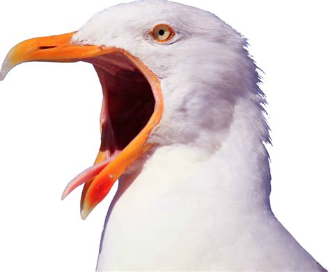 Bird Gulls Pelican Youtube Beak Seagull Png Download 16391358
