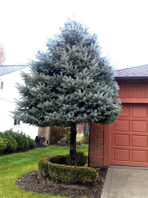 Remove branches that are crossing or rubbing against each other as well as shoots growing into the center of the canopy. Landscape Maintenance - Seelys