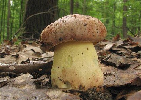 BOLETS CEPES DIFFERENCES