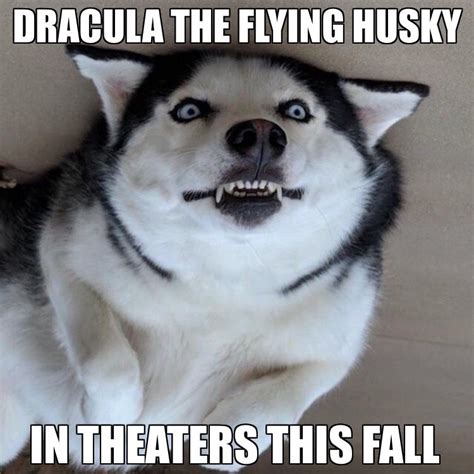 Pin By Mark Deavult On Husky Memes Funny Husky Meme Husky Memes Dog