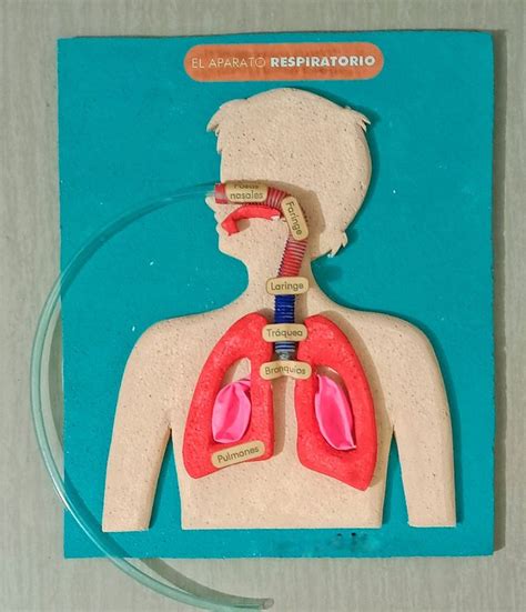 Sistema Respiratorio Respiratory System Respiratory System Model My