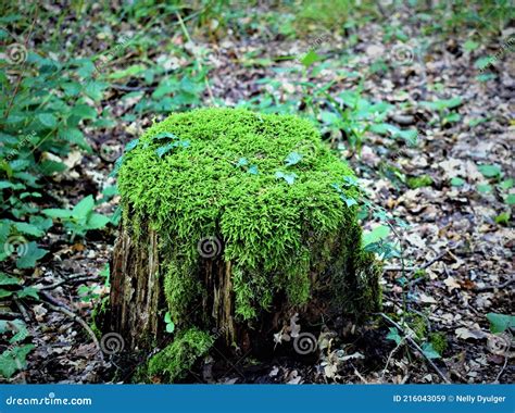 Old Tree Stump Covered With Green Moss Stock Image Image Of Humidity