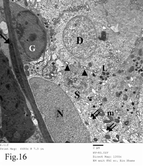 Dome Shaped Spermatogonia G From The Control Group Group I And