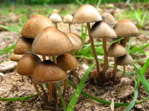 Panaeolus Cambodginiensis Magic Mushrooms Frshminds