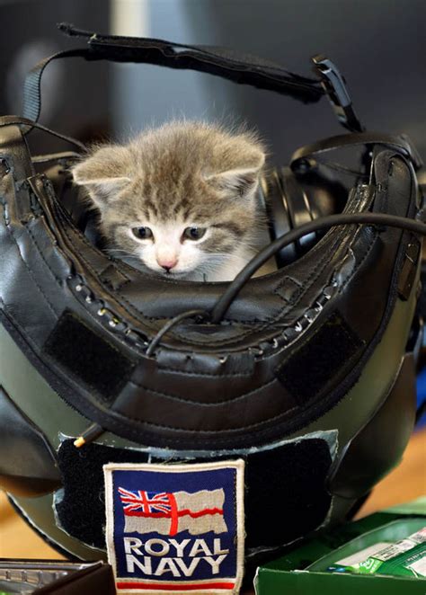Kitten Survives 300 Mile Car Ride Hidden In Pilots Car Bumper Nature News Uk