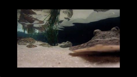 Georgia Aquarium Touch Pool Atlanta Youtube