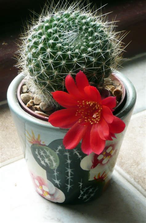 360rebutiaseedlingfirstflower2 Cactus Flower Cactus Plants Cactus