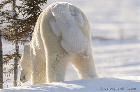 This Baby Polar Bear Hitched A Ride On Its Mom S Butt