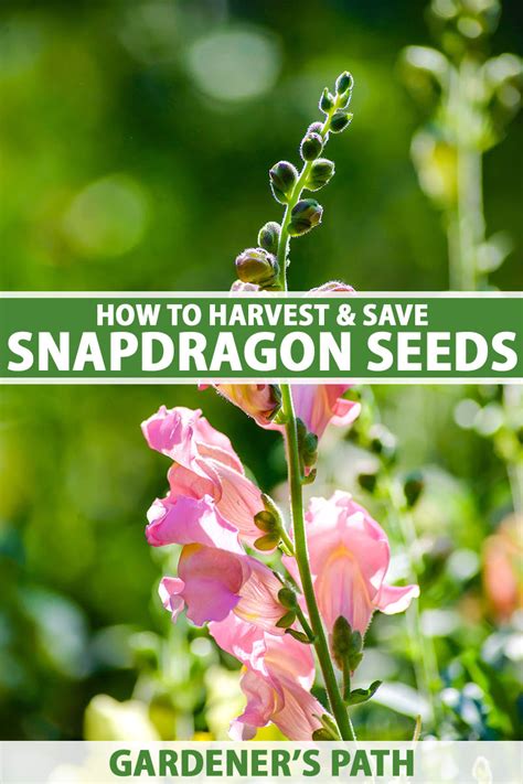 How To Harvest And Save Snapdragon Seeds Gardeners Path