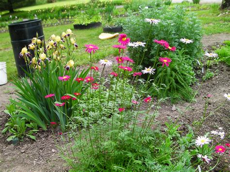 The painted daisy has many varieties that tolerate. Painted Daisy