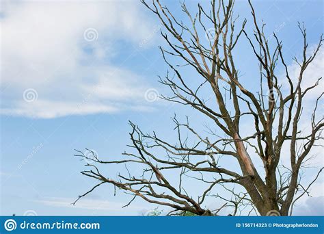 Photo Of Dead Tree In Clear Blue Sky Stock Image Image Of Color