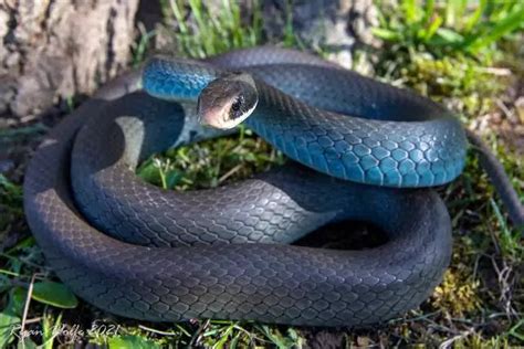 Top 11 Most Beautiful Snakes In The World