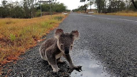 Animal Welfare Crisis Of Koalas Tree Clearing Most