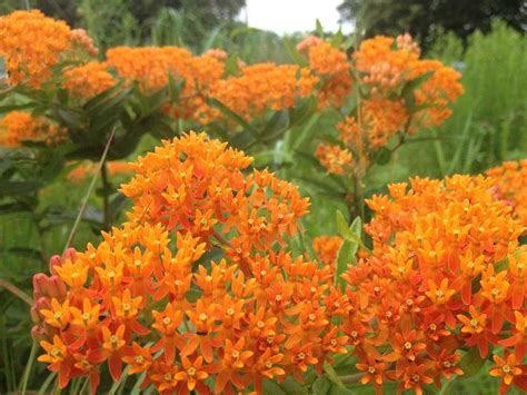 Asclepias Tuberosa Butterfly Weed World Of Flowering Plants