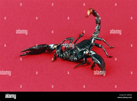 Common Emperor Scorpion Pandinus Imperator Cutout Stock Photo Alamy
