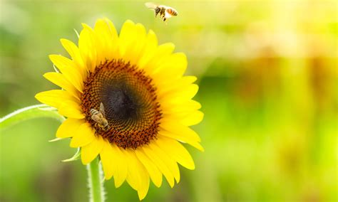 It will yield one large head per plant. 15 Seeds 8 ft tall Sunflower #12 Many Heads Per Plant ...