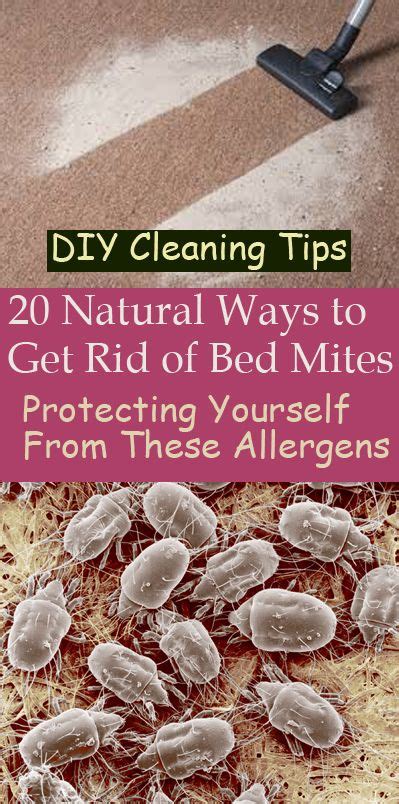 How To Get Rid Of Bed Mites Home Remedies Bed Western