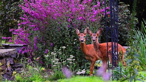 18 Beautiful Deer Resistant Shrubs Grow Beautifully