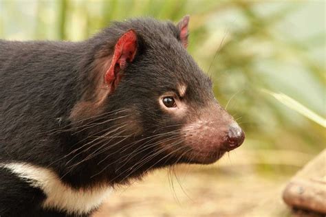 20 Amazing Facts About The Tasmanian Devil — Bonorong Wildlife Sanctuary
