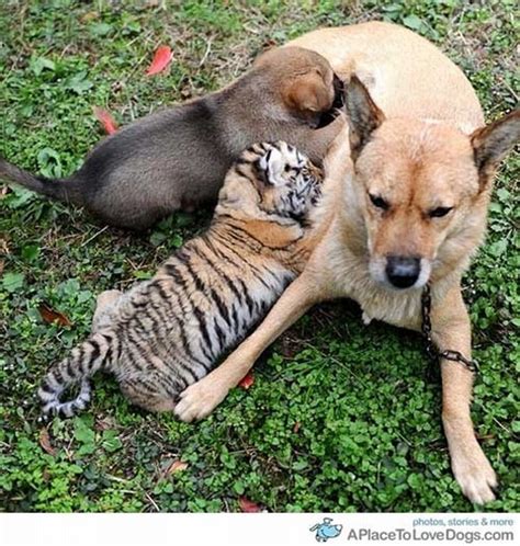 The Cutest Animal Friendship 62 Pics