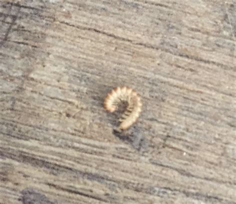 Dry Worms Around The House Rwhatsthisbug