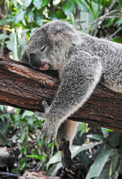 Hd Wallpaper Koala Bear Sleeping On Tree Koala Sleeping On Tree