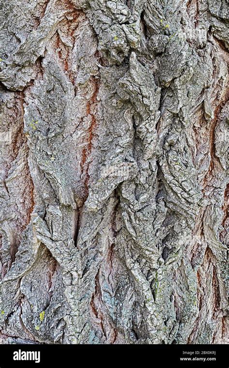 Real Bark Of A Tree Hi Res Stock Photography And Images Alamy