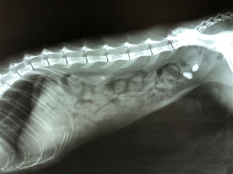 Cat Bladder Stones Treatment Animal Infirmary Veterinary Clinic