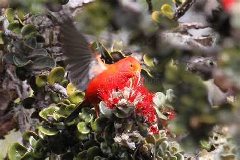 Greenham Birding Birds Of Hawaii