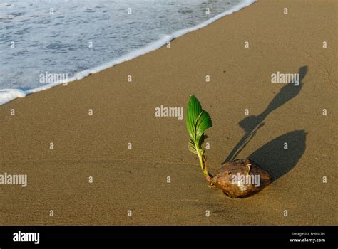Coconut Sprouting On Beach Costa Rica Stock Photo Alamy