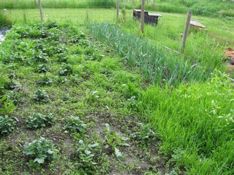 In fact, one of the reasons i procrastinated starting my own garden years ago was because of the the best way to keep garden weeds at bay is by fighting nature with nature by using wood chips. The Veggies are Growing! - Country Living and Garlic ...
